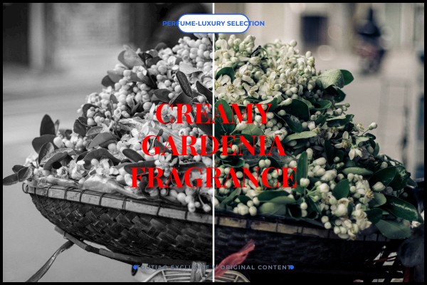 creamy gardenia fragrance